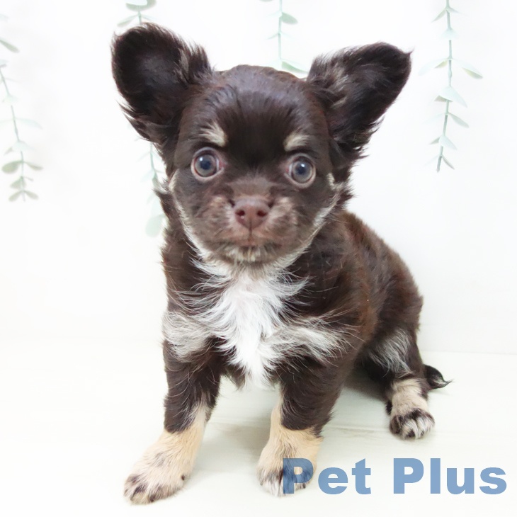 三重県のチワワ(ロング) (ペットプラス 鈴鹿店/2025年11月19日生まれ/男の子/チョコレートタン)の子犬の1枚目の画像