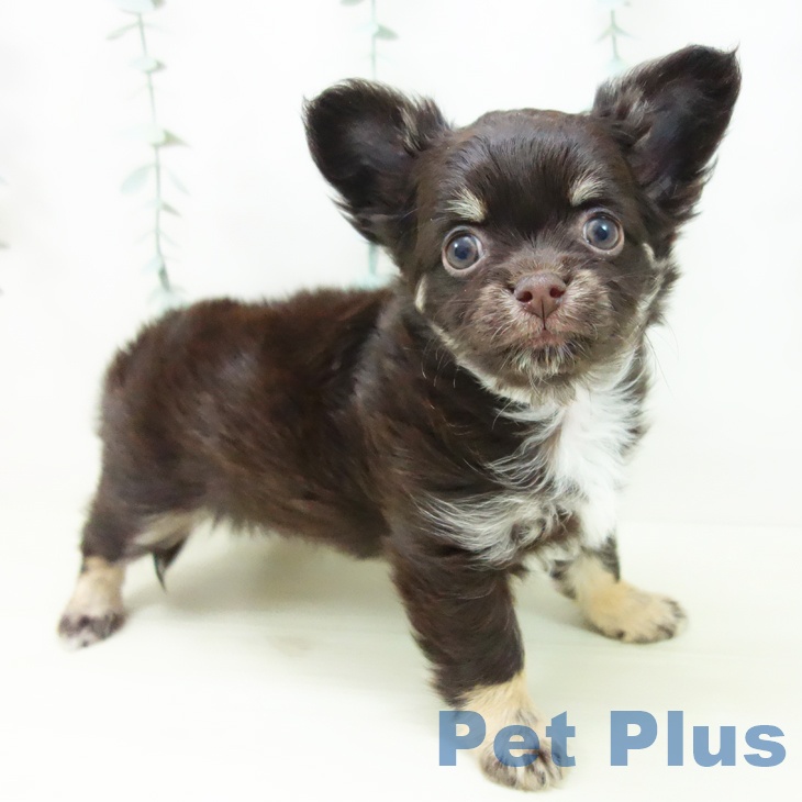 三重県のチワワ(ロング) (ペットプラス 鈴鹿店/2025年11月19日生まれ/男の子/チョコレートタン)の子犬の2枚目の画像