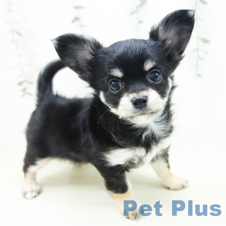 愛知県のチワワ(ロング) (ペットプラス mozoワンダーシティ店/2025年11月19日生まれ/女の子/ブラックタンクリーム)の子犬の1枚目の画像