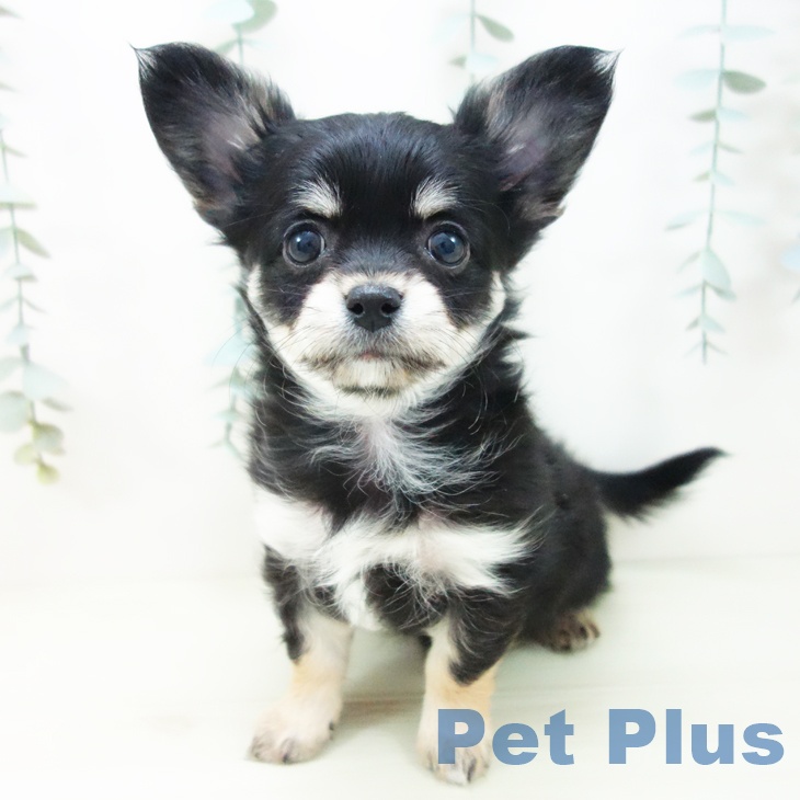 愛知県のチワワ(ロング) (ペットプラス mozoワンダーシティ店/2025年11月19日生まれ/女の子/ブラックタンクリーム)の子犬の2枚目の画像