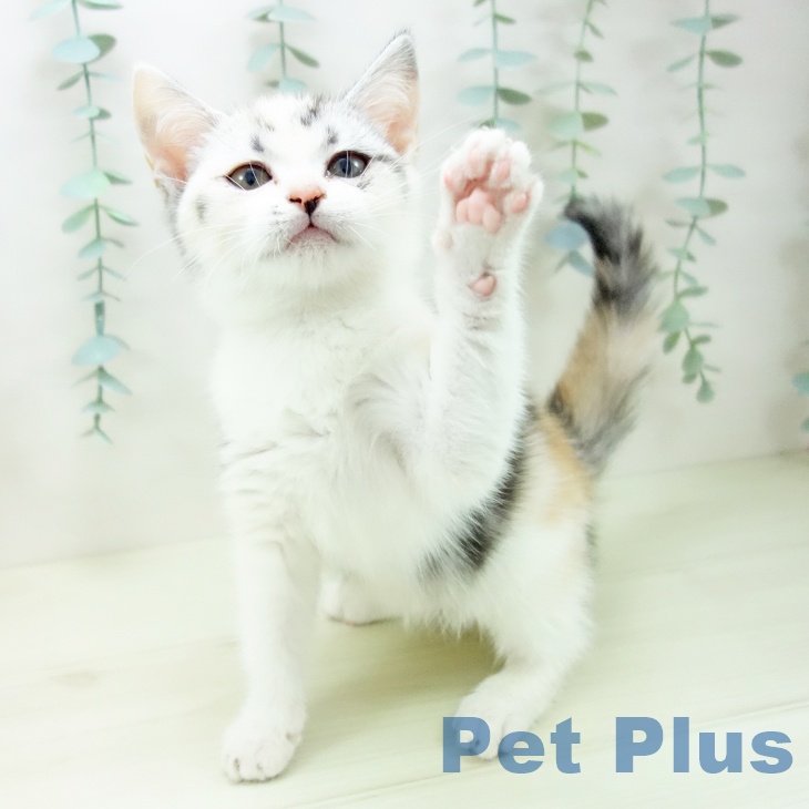 岐阜県のスコティッシュフォールド (ペットプラス 光ケ丘店/2025年11月13日生まれ/女の子/シルバーパッチドタビーホワイト)の子猫