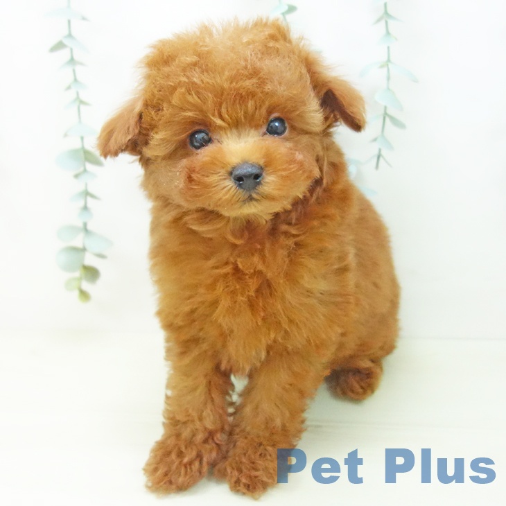 愛知県のトイプードル(トイ) (ペットプラス ナゴヤドーム前店/2025年11月18日生まれ/男の子/レッド)の子犬の1枚目の画像