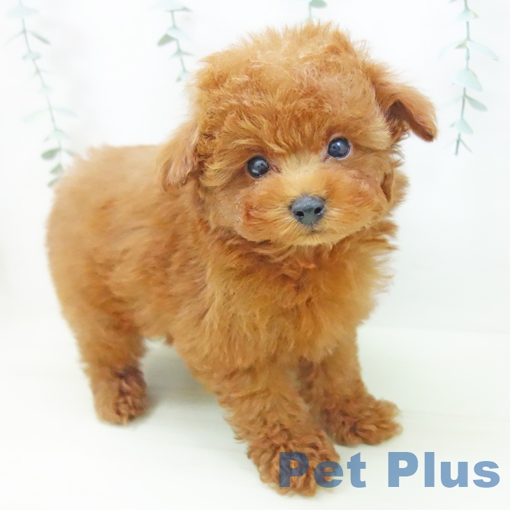愛知県のトイプードル(トイ) (ペットプラス ナゴヤドーム前店/2025年11月18日生まれ/男の子/レッド)の子犬の2枚目の画像