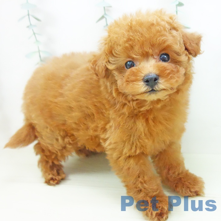 愛知県のトイプードル(トイ) (ペットプラス 岡崎店/2025年11月18日生まれ/女の子/レッド)の子犬の1枚目の画像