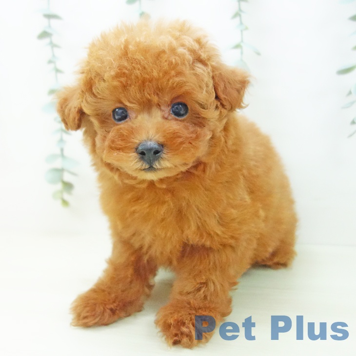 愛知県のトイプードル(トイ) (ペットプラス 岡崎店/2025年11月18日生まれ/女の子/レッド)の子犬の2枚目の画像