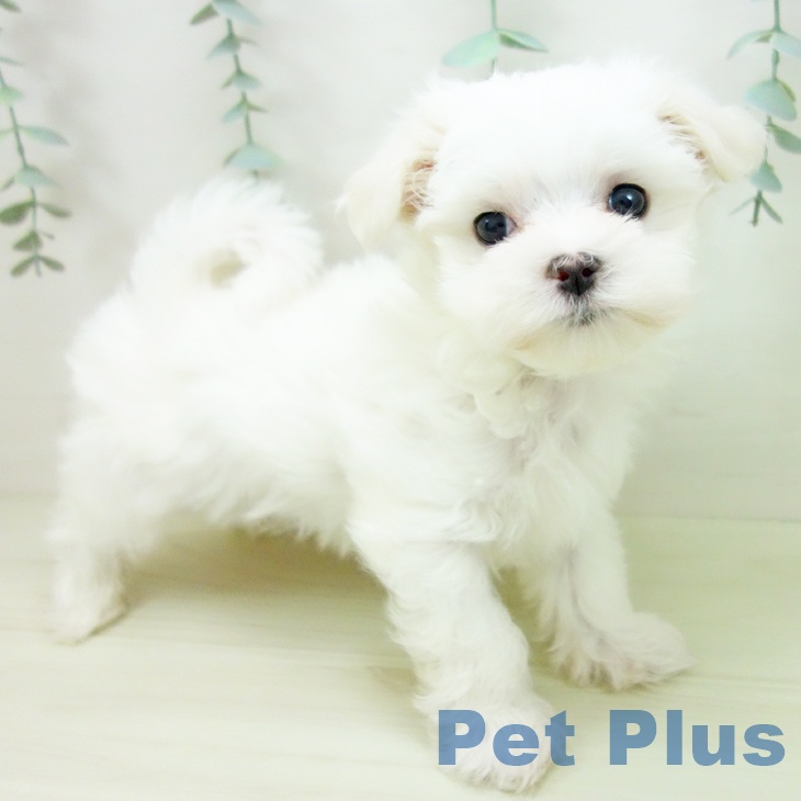 三重県のマルチーズ (ペットプラス 鈴鹿店/2025年11月15日生まれ/男の子/ホワイト)の子犬の1枚目の画像