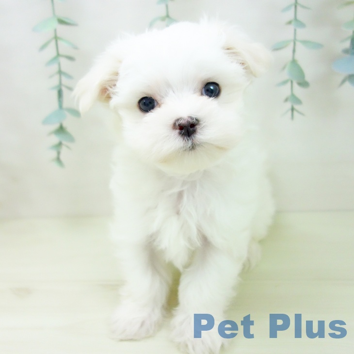 三重県のマルチーズ (ペットプラス 鈴鹿店/2025年11月15日生まれ/男の子/ホワイト)の子犬の2枚目の画像
