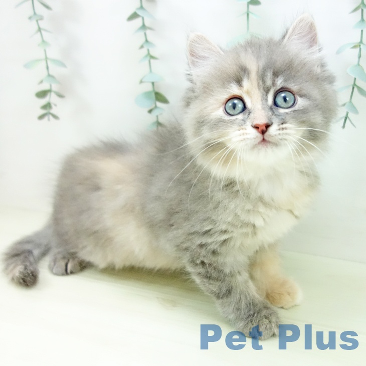 岐阜県のサイベリアン (ペットプラス 各務原店/2025年11月18日生まれ/女の子/ブルーパッチドタビー)の子猫
