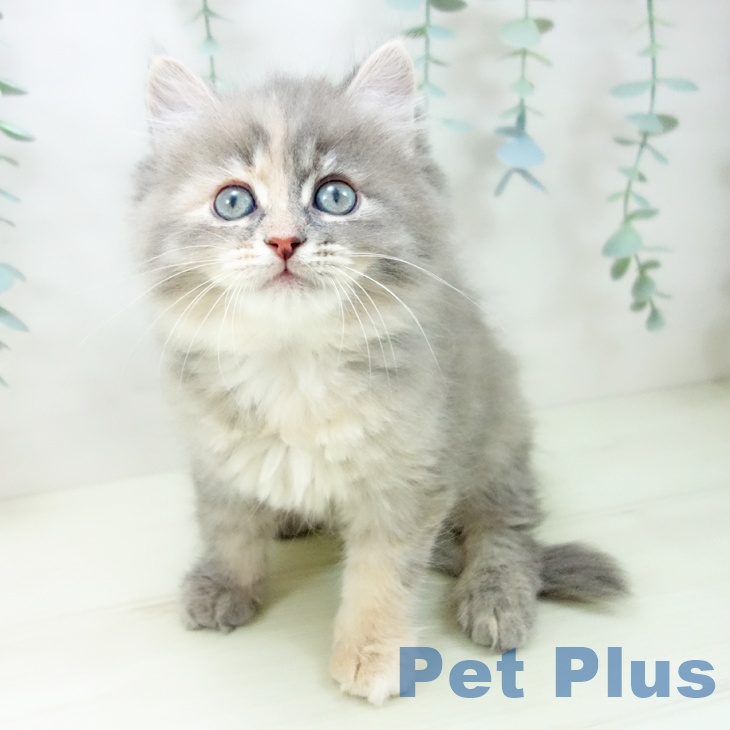 岐阜県のサイベリアン (ペットプラス 各務原店/2025年11月18日生まれ/女の子/ブルーパッチドタビー)の子猫の2枚目の画像
