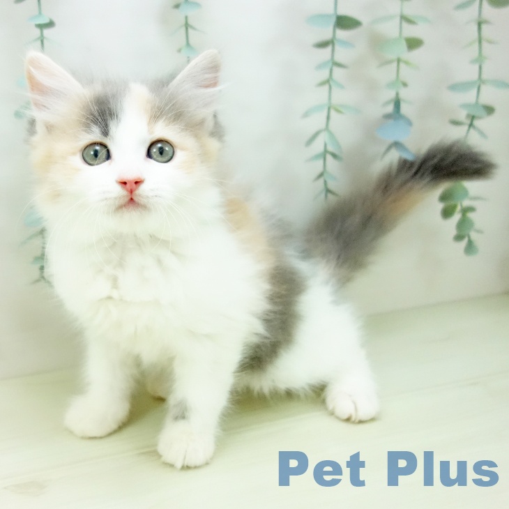 愛知県のサイベリアン (ペットプラス 名古屋茶屋店/2025年11月18日生まれ/女の子/ダイリュートキャリコ)の子猫の1枚目の画像