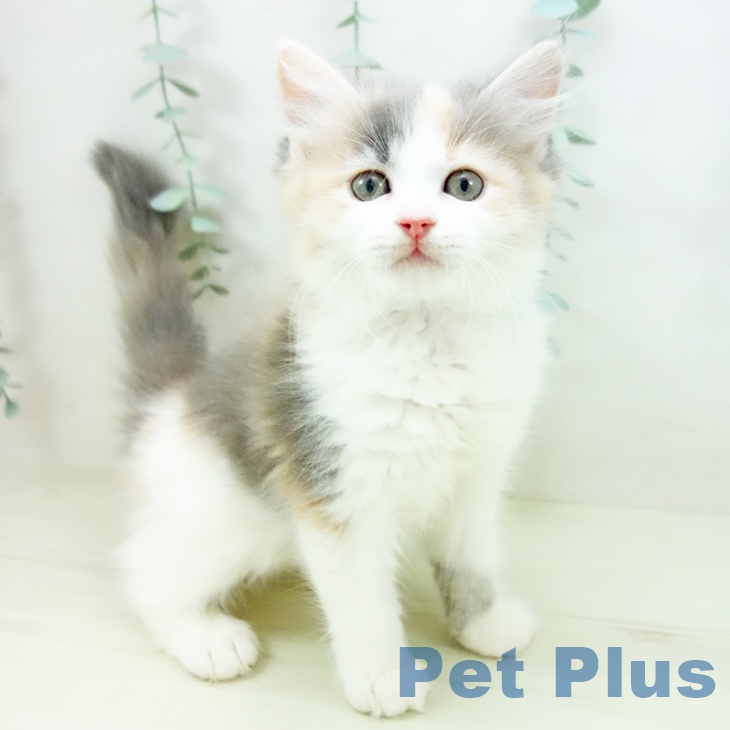 愛知県のサイベリアン (ペットプラス 名古屋茶屋店/2025年11月18日生まれ/女の子/ダイリュートキャリコ)の子猫の2枚目の画像