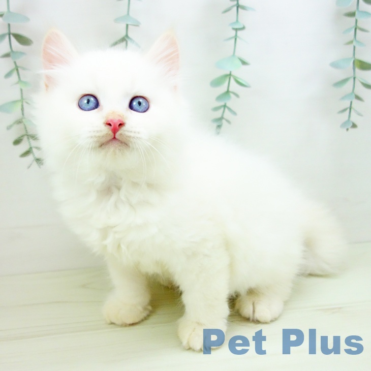 三重県のサイベリアン (ペットプラス 鈴鹿店/2025年11月20日生まれ/男の子/クリームポイント)の子猫の1枚目の画像