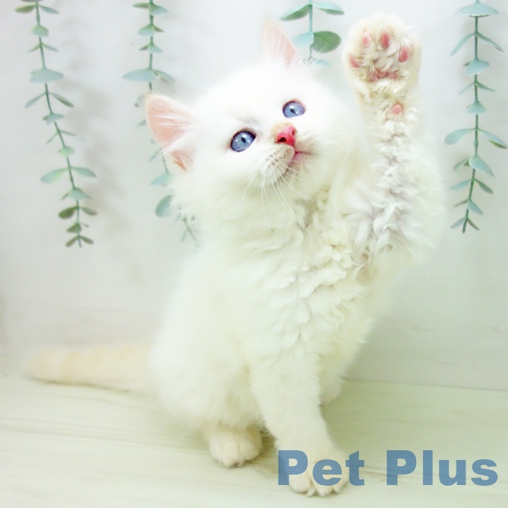 三重県のサイベリアン (ペットプラス 鈴鹿店/2025年11月20日生まれ/男の子/クリームポイント)の子猫の2枚目の画像