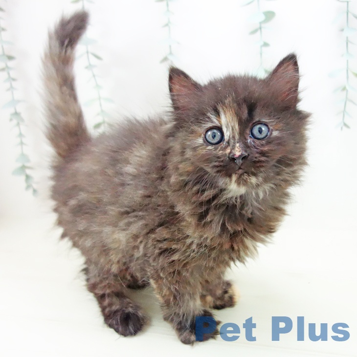 愛知県のサイベリアン (ペットプラス 千音寺店/2025年11月20日生まれ/女の子/トーティー)の子猫の1枚目の画像