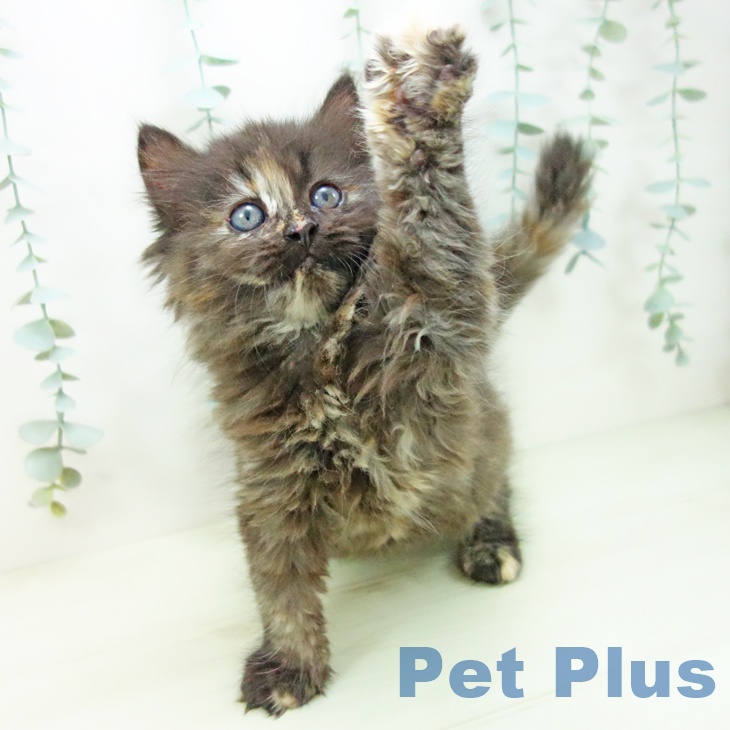 愛知県のサイベリアン (ペットプラス 千音寺店/2025年11月20日生まれ/女の子/トーティー)の子猫の2枚目の画像