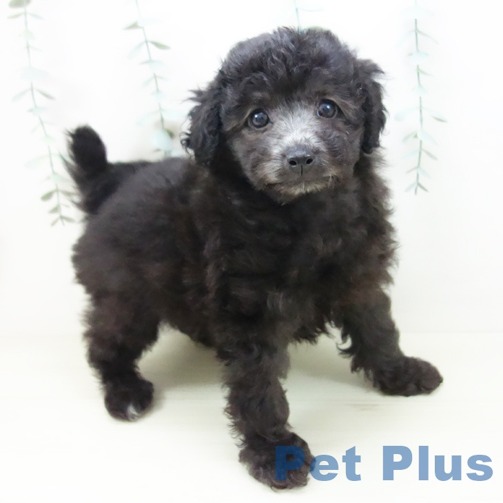 愛知県のトイプードル(トイ) (ペットプラス 熱田店/2025年11月18日生まれ/男の子/シルバー)の子犬の1枚目の画像