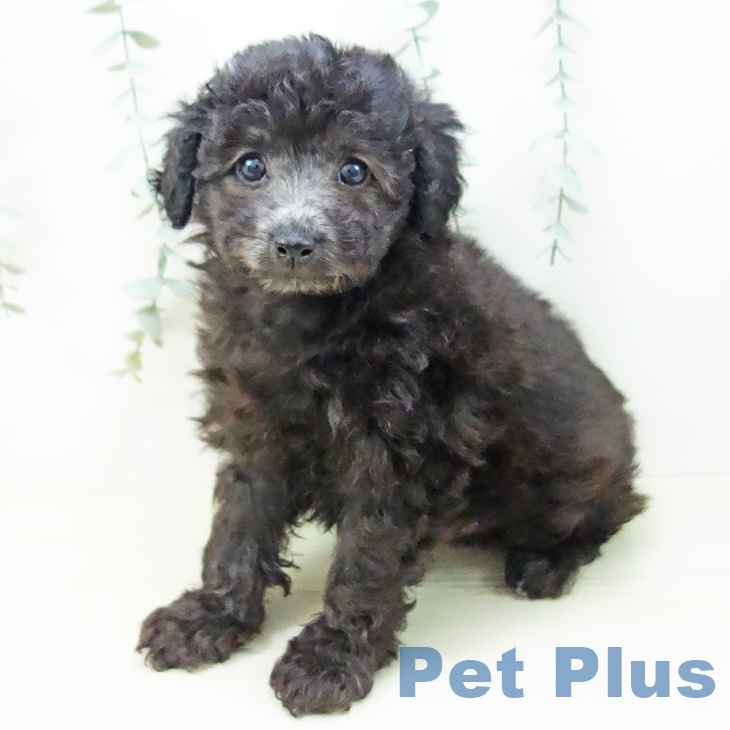 愛知県のトイプードル(トイ) (ペットプラス 熱田店/2025年11月18日生まれ/男の子/シルバー)の子犬の2枚目の画像