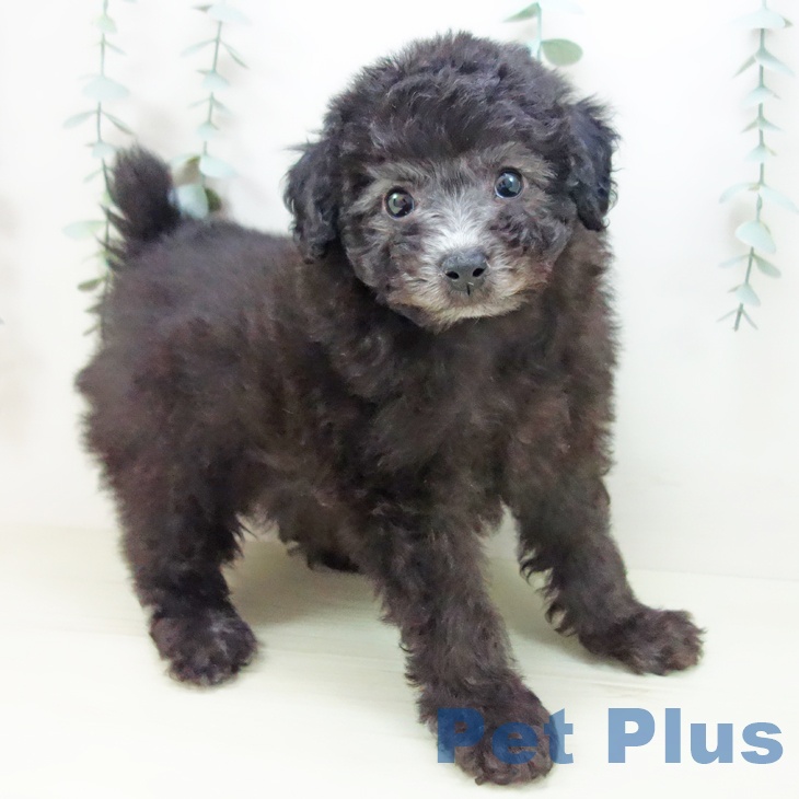 愛知県のトイプードル(トイ) (ペットプラス 三好店/2025年11月18日生まれ/男の子/シルバー)の子犬の1枚目の画像