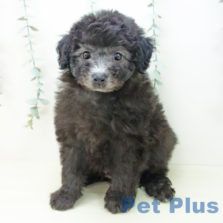 愛知県のトイプードル(トイ) (ペットプラス 三好店/2025年11月18日生まれ/男の子/シルバー)の子犬の2枚目の画像