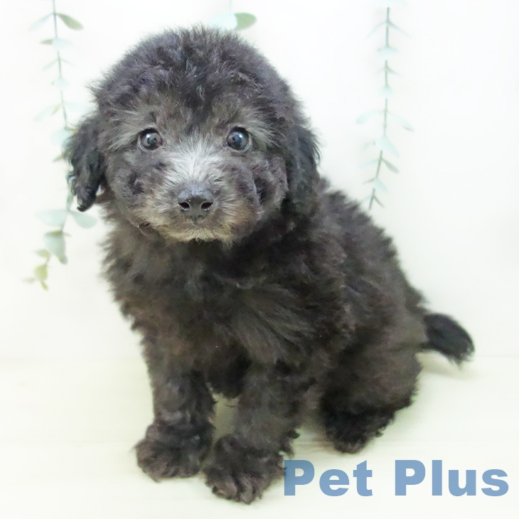 愛知県のトイプードル(トイ) (ペットプラス mozoワンダーシティ店/2025年11月18日生まれ/男の子/シルバー)の子犬の1枚目の画像