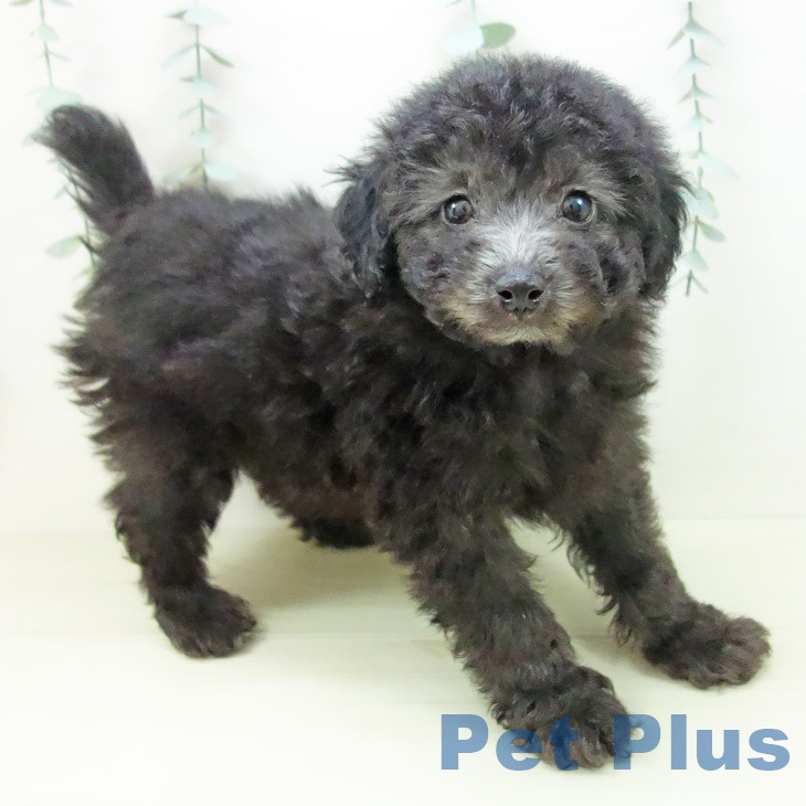 愛知県のトイプードル(トイ) (ペットプラス mozoワンダーシティ店/2025年11月18日生まれ/男の子/シルバー)の子犬の2枚目の画像