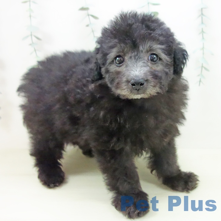 愛知県のトイプードル(トイ) (ペットプラス 豊田店/2025年11月18日生まれ/女の子/シルバー)の子犬の1枚目の画像