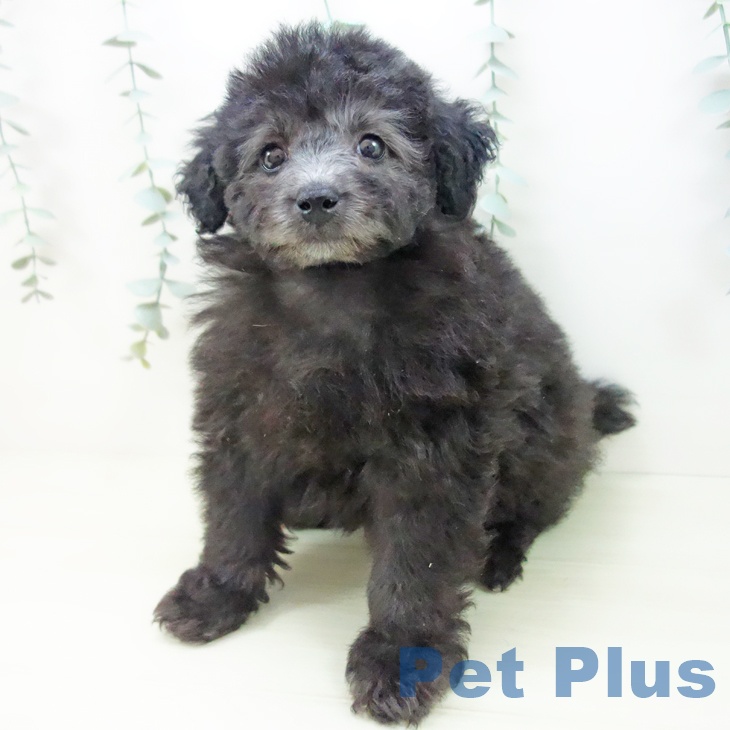 愛知県のトイプードル(トイ) (ペットプラス 豊田店/2025年11月18日生まれ/女の子/シルバー)の子犬の2枚目の画像