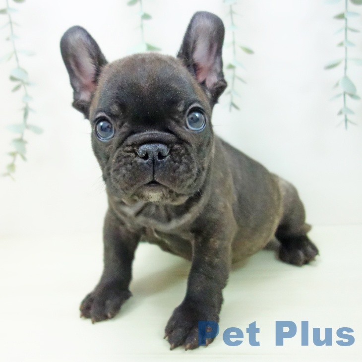 愛知県のフレンチブルドッグ (ペットプラス 岡崎店/2025年11月20日生まれ/男の子/ブリンドル)の子犬の1枚目の画像