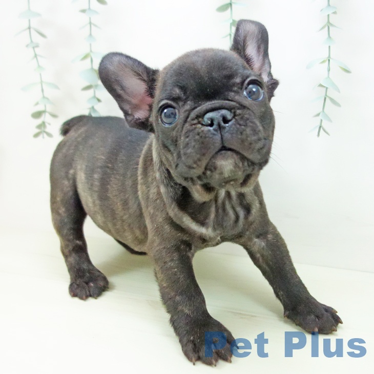 愛知県のフレンチブルドッグ (ペットプラス 岡崎店/2025年11月20日生まれ/男の子/ブリンドル)の子犬の2枚目の画像
