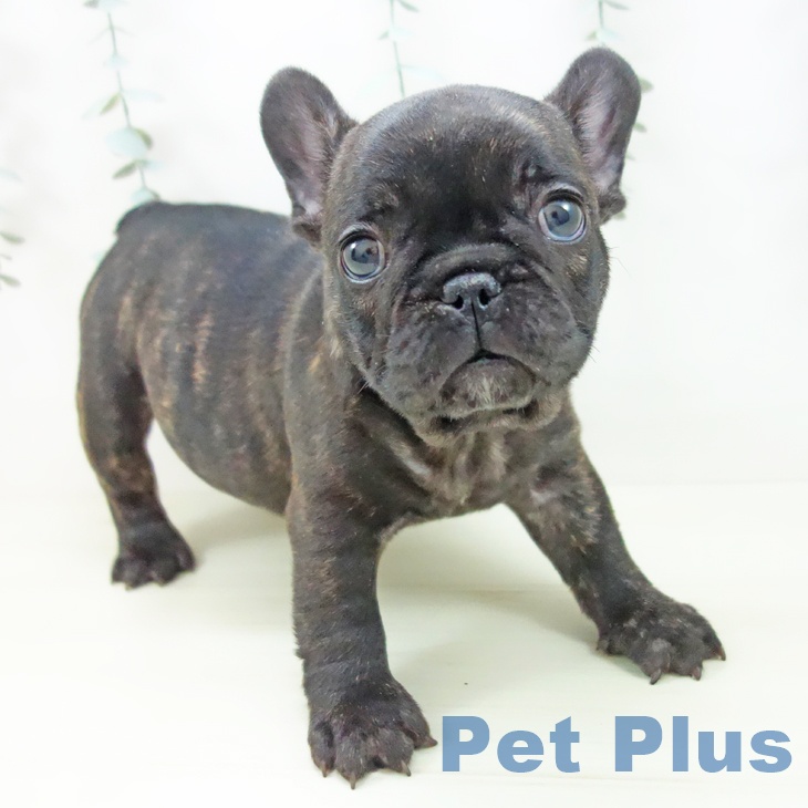石川県のフレンチブルドッグ (ペットプラス 白山店/2025年11月20日生まれ/男の子/ブリンドル)の子犬の1枚目の画像