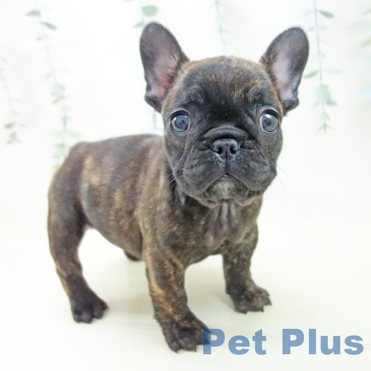 愛知県のフレンチブルドッグ (ペットプラス ナゴヤドーム前店/2025年11月20日生まれ/女の子/ブリンドル)の子犬の1枚目の画像