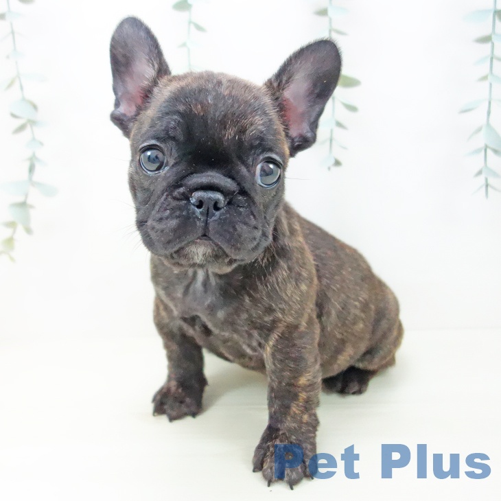 愛知県のフレンチブルドッグ (ペットプラス ナゴヤドーム前店/2025年11月20日生まれ/女の子/ブリンドル)の子犬の2枚目の画像