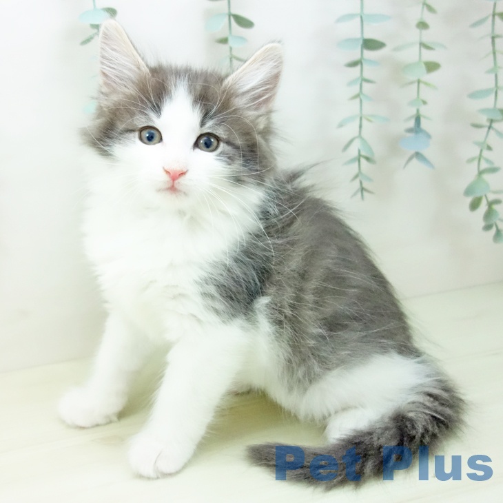 愛知県のノルウェージャンフォレストキャット (ペットプラス 豊田店/2025年11月19日生まれ/男の子/ブルータビーホワイト)の子猫の1枚目の画像