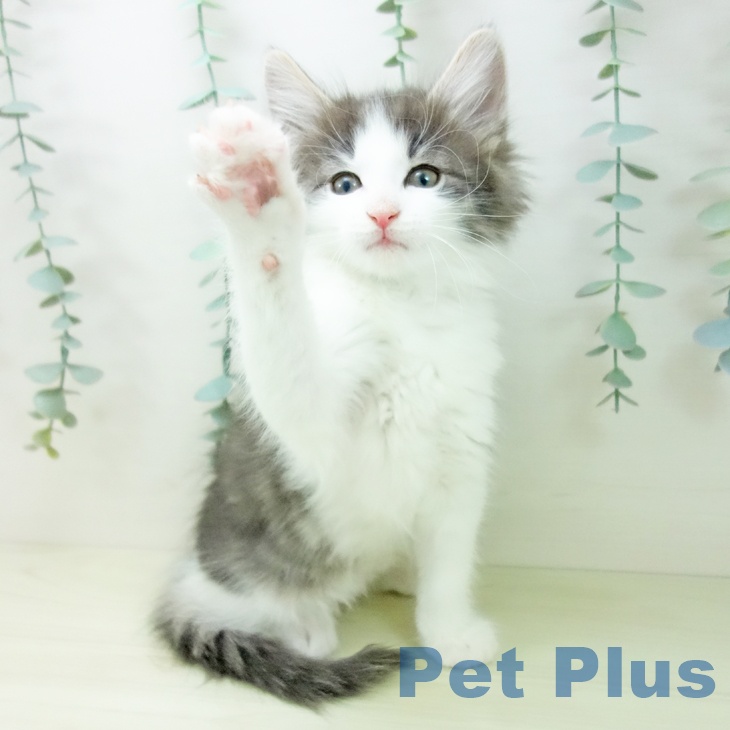 愛知県のノルウェージャンフォレストキャット (ペットプラス 豊田店/2025年11月19日生まれ/男の子/ブルータビーホワイト)の子猫の2枚目の画像