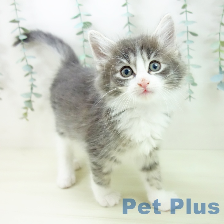 富山県のノルウェージャンフォレストキャット (ペットプラス 高岡店/2025年11月19日生まれ/男の子/ブルータビーホワイト)の子猫の1枚目の画像