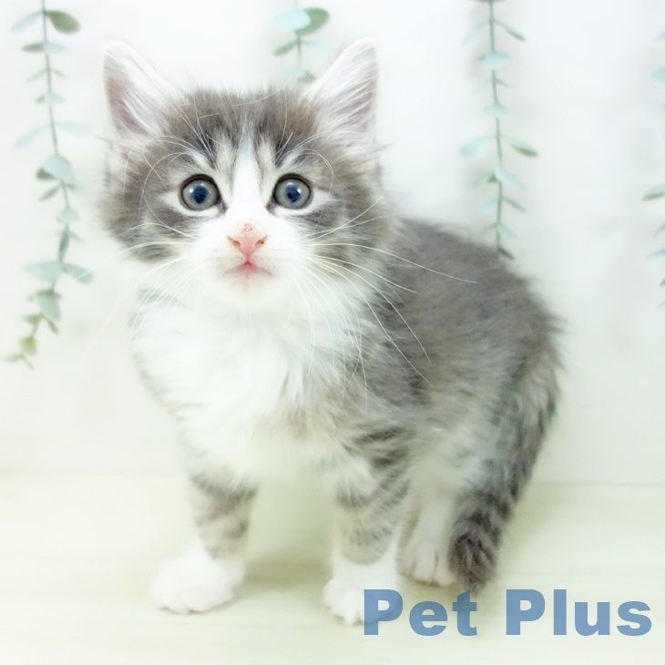 富山県のノルウェージャンフォレストキャット (ペットプラス 高岡店/2025年11月19日生まれ/男の子/ブルータビーホワイト)の子猫の2枚目の画像
