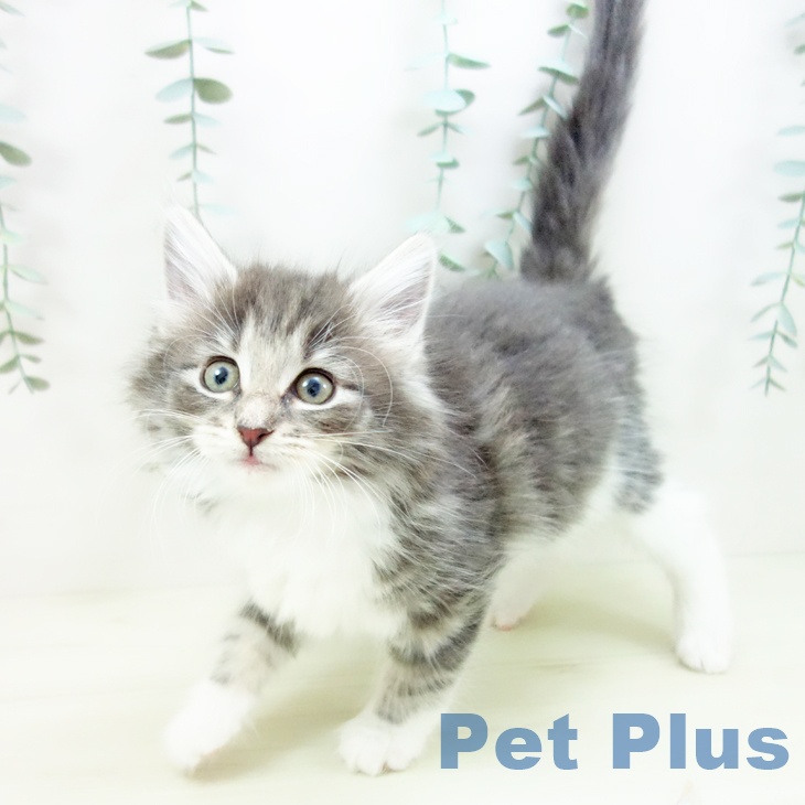 愛知県のノルウェージャンフォレストキャット (ペットプラス ナゴヤドーム前店/2025年11月19日生まれ/女の子/ブルータビーホワイト)の子猫の2枚目の画像