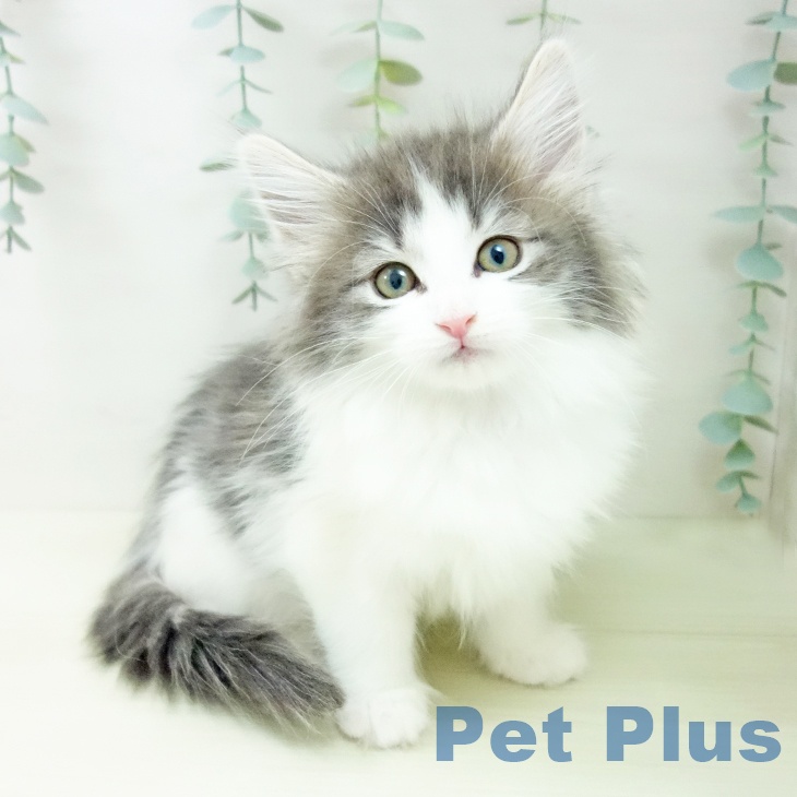 岐阜県のノルウェージャンフォレストキャット (ペットプラス 各務原店/2025年11月19日生まれ/女の子/ブルータビーホワイト)の子猫