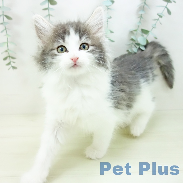 岐阜県のノルウェージャンフォレストキャット (ペットプラス 各務原店/2025年11月19日生まれ/女の子/ブルータビーホワイト)の子猫の2枚目の画像