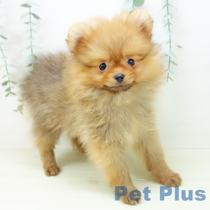 福井県のポメラニアン (ペットプラス 福井店/2025年11月19日生まれ/男の子/オレンジ)の子犬の1枚目の画像
