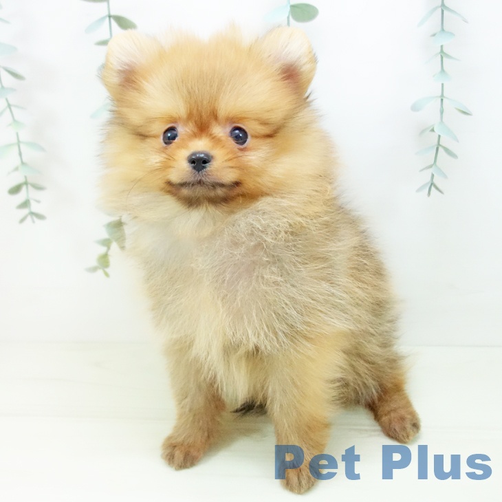 福井県のポメラニアン (ペットプラス 福井店/2025年11月19日生まれ/男の子/オレンジ)の子犬の2枚目の画像