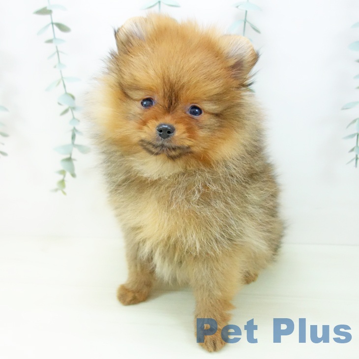 岐阜県のポメラニアン (ペットプラス 各務原店/2025年11月19日生まれ/女の子/オレンジ)の子犬の2枚目の画像