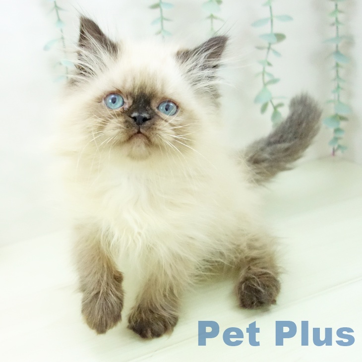 愛知県のヒマラヤン (ペットプラス 則武新町店/2025年10月29日生まれ/女の子/シールポイント)の子猫の1枚目の画像