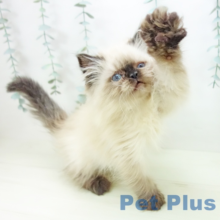 愛知県のヒマラヤン (ペットプラス 則武新町店/2025年10月29日生まれ/女の子/シールポイント)の子猫の2枚目の画像