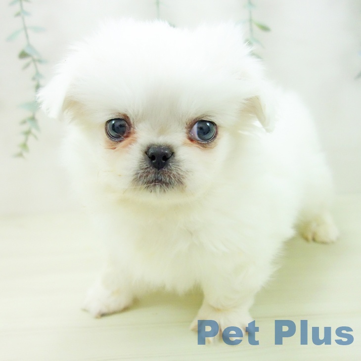 岐阜県のペキニーズ (ペットプラス 各務原店/2025年11月18日生まれ/男の子/クリーム)の子犬の1枚目の画像