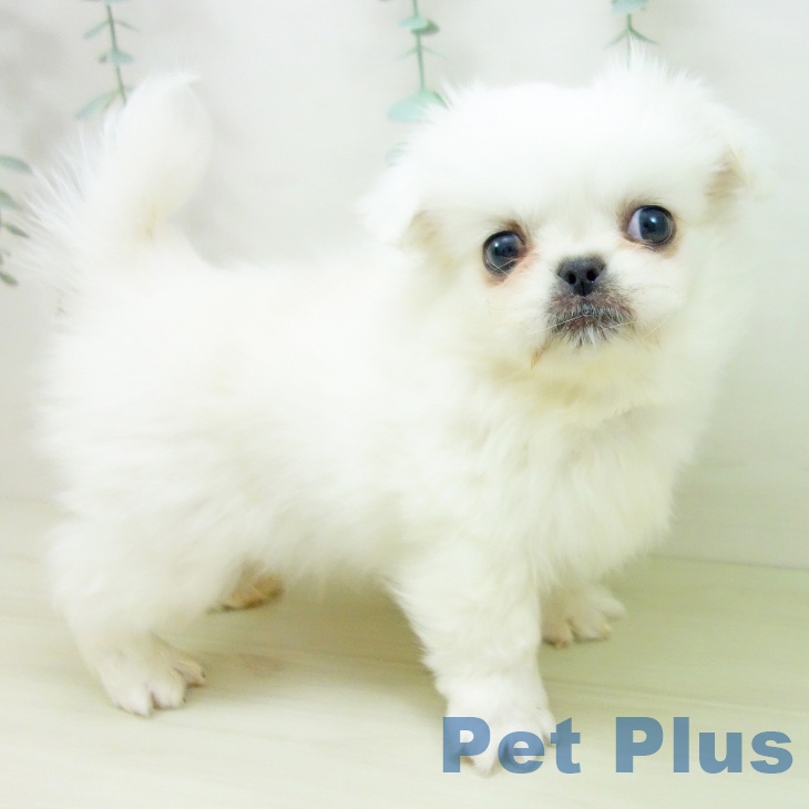 岐阜県のペキニーズ (ペットプラス 各務原店/2025年11月18日生まれ/男の子/クリーム)の子犬の2枚目の画像