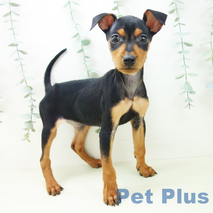 石川県のミニチュアピンシャー (ペットプラス 白山店/2025年11月19日生まれ/男の子/ブラックタン)の子犬の1枚目の画像