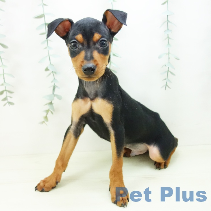 石川県のミニチュアピンシャー (ペットプラス 白山店/2025年11月19日生まれ/男の子/ブラックタン)の子犬の2枚目の画像