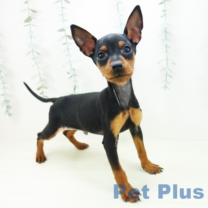 愛知県のミニチュアピンシャー (ペットプラス 豊田店/2025年11月15日生まれ/男の子/ブラックタン)の子犬の1枚目の画像