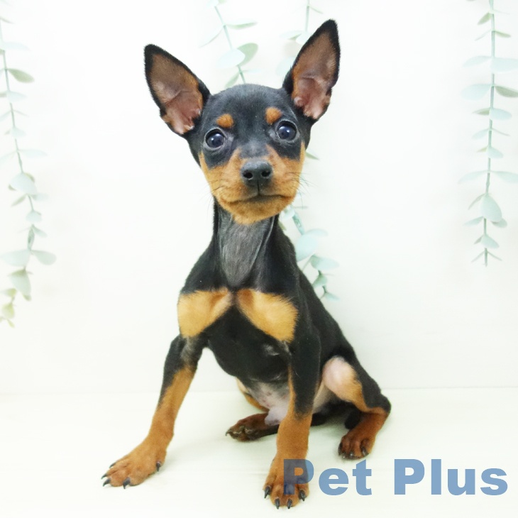 愛知県のミニチュアピンシャー (ペットプラス 豊田店/2025年11月15日生まれ/男の子/ブラックタン)の子犬の2枚目の画像
